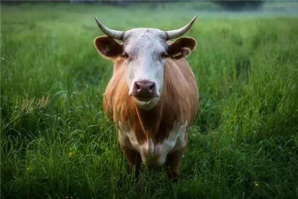 丑时出生的属牛男孩怎么取名好姓名