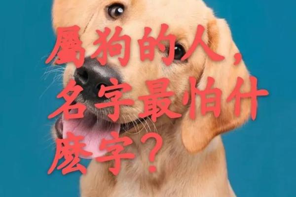 晚上出生的属狗男孩如何取名，应用什么字姓名